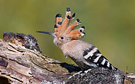 Eurasian hoopoe (Upupa epops)
